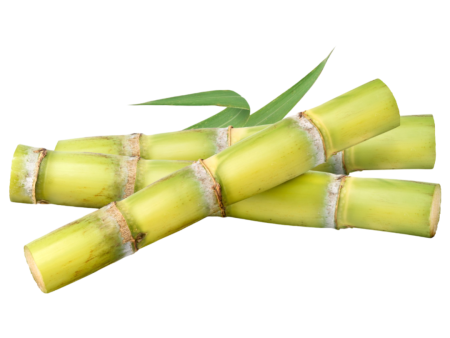 Sugarcane 1pc Online Sale